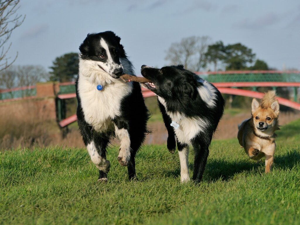border collie, nature, dogs playing-1167926.jpg